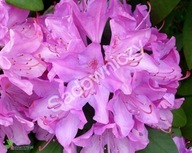 Rododendron fioletowy SADZONKA W DONICZCE