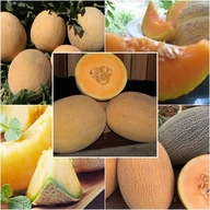 NASIONA MELON mieszanka odmian Zestaw nr 1