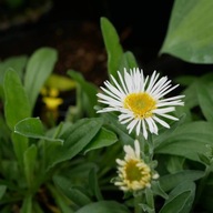 Aster alpejski White | SADZONKA W DONICZCE