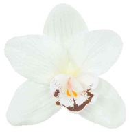 Storczyk cymbidium główka Kwiat White/Cream