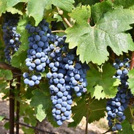 Winogron winorośl Muscat Bleu GRANATOWA ODPORNA IDEALNA NA WINA sadzonka