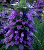 Pysznogłówka Cytrynowa (Monarda Citriodora)Nasiona