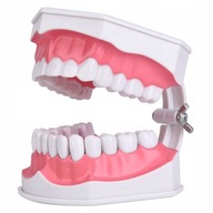 Model zubných zubov s kefkou na