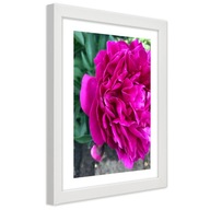 Obraz v ráme, Ružový veľký kvet - 70x100