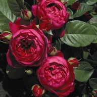 Róża wielkokwiatowa - Ascot TANTAU Obfite kwitnienia Doniczka 4 litry