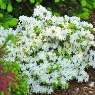 Azalka Japonské Snehovo biele Pleasent White Veľké Sadenice v kvetináči P14