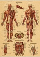20x30 Obrázok plagát Anatómia a fyziológia Ret