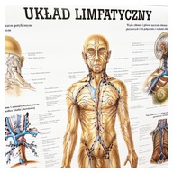 Anatomická tabuľa laminovaná LYMFATICKÁ SÚSTAVA