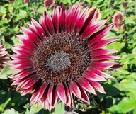 SLNEČNICA OKRASNÁ CHERRY QUEEN – ČERVENÁ (HELIANTHUS ANNUUS) 50 SEMIEN