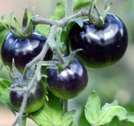 Sadzonka rozsada Pomidor Blackball czarny duży P9