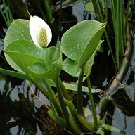 Czermień Błotna roślina wodna przybrzeżna calla palustris 1szt