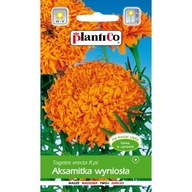 Aksamietnica Fantastic 0.5g oranžová