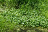 HETERANTHERA Reniformis -Oczko wodne, staw - roślina przybrzeżna - sadzonka