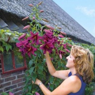 FÁS LILIOM OT PURPLE PRINCE ILLATOS 1 db