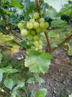 <VINÁRSTVO HROZNA Odroda: Perla Zali