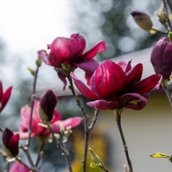 Magnolia GENIE drzewko, krzew - BORDOWA, czerwona, mrozoodporna, w doniczce