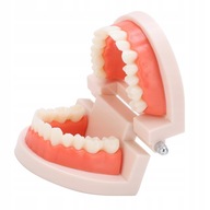 Malý Model zubov Materská škola Kefovanie Mod