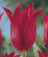 Pretty Woman liliom alakú tulipán 30 db [ 10 - 11 cm ]