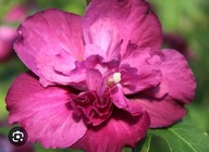 hibiskus ,,PURPLE RUFFLES" CUDOWNE KWIATY KETMIA