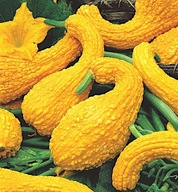 TEKVICA OKRASNÁ YELLOW CROOCKNECK CUCURBITA PEPO 1 G