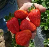 HATALMAS SAN ANDREAS eper - egész éves, 10 db cserepes palánta