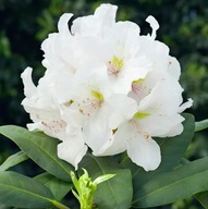 Różanecznik 'Hachmann's Eskimo' P9 BIAŁY, rododendron, rhododendron