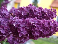 Lilac bordový č. 680