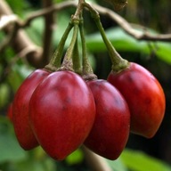 NASIONA Pomidor drzewiasty TAMARILLO Cyphomandra