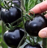 Toraf Nasiona Pomidor Koktajlowy Black Cherry 0,3g WYSOKI