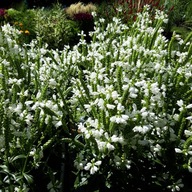 Virgínske odnože 'Alba' - Physostegia virginiana 'Alba'