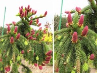 Świerk Picea ACROCONA NR 1077