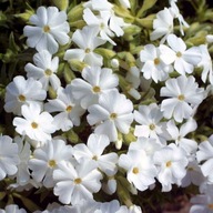 Floks dywan kwiatów kwitnie 120dni sadzonka biały
