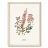 Plakat Botanical Garden - Krwawnicowate - 50x70 cm