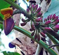Semená banánovníka Musa itinerans Banánovník modrý Exotické rastliny