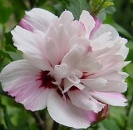 Ketmia syryjska Leopoldii hibiskus hibiscus jasnoróżowe kwiaty pełne