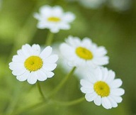 Złocień Wrotycz Maruna (Tanacetum Parthenium)