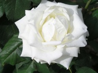 Róża 'rosa' pnąca Bonty Bay 1-414