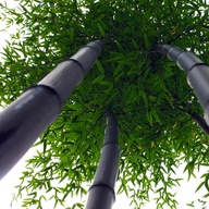 Czarny Bambus Drzewiasty NIGRA Mrozoodporny (Phyllostachys) Sadzonka C2
