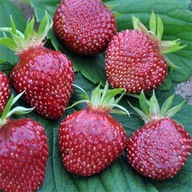 Sadenice Jahoda Cherry Berry sladká 1 ks