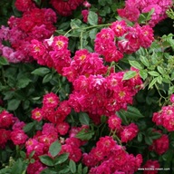 Róża pnąca - Super Excelsa RÓŻOWA KASKADOWA DONICZKA 4 LITRY