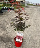 Klon palmowy Acer palmatum atropurpureum czerwony bonsai