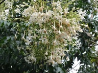 Semená jazmínového stromu Millingtonia hortensis Jazmínový strom Jazmín