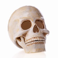 Béžová šperkovnica Smaltovaná lebka