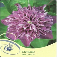 Clematis HOT LOVE plamienok veľkokvetý