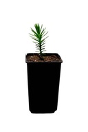 Araucaria Araucana Araukaria Chilijska Małpie Drzewo sadzonka 5-15cm P9