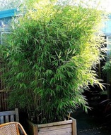 Bambus Kolczasty - Bambusa Bambos 40 nasion