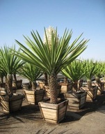 Mrazuvzdorná Juka- Yucca Faxoniana 5 semená