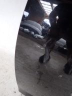SKODA OCTAVIA III 5E0 12- door left front front
