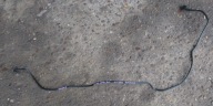 FORD FOCUS MK3 1.0 EB crijevo prijenos vode