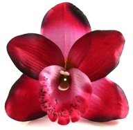 Storczyk cymbidium główka Kwiat Fuchsia
